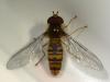 Episyrphus balteatus